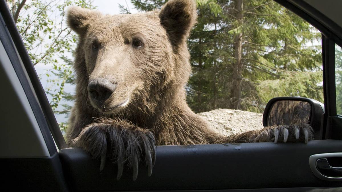 A bear putting their paws on a car window. 