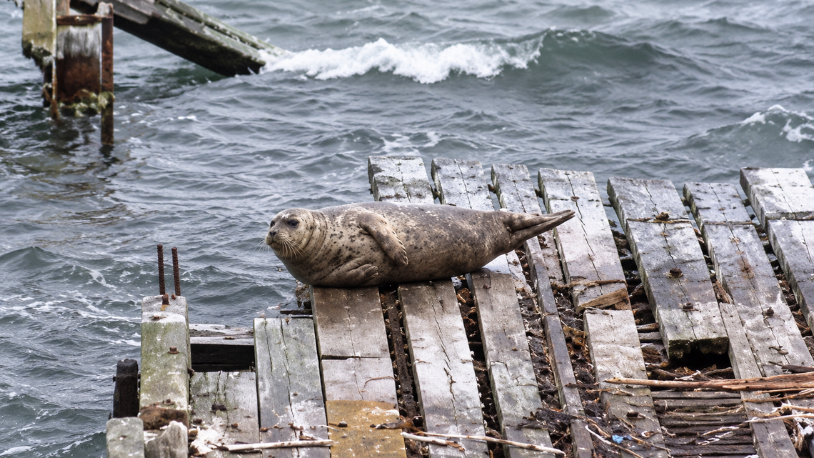 700-Pound Sea Lion Riddled with Bullets and Left Dead in Seattle River (Video) 