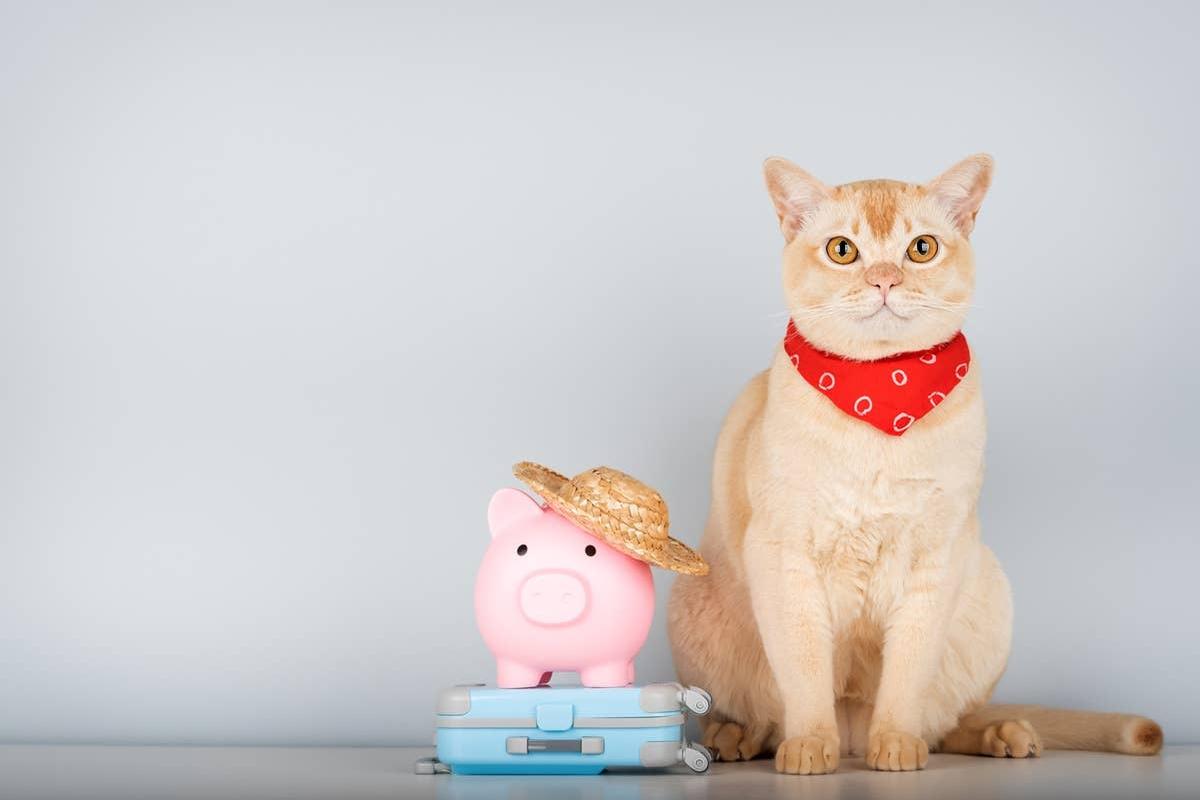  A loving travel-friendly cat breed great for people on the go.