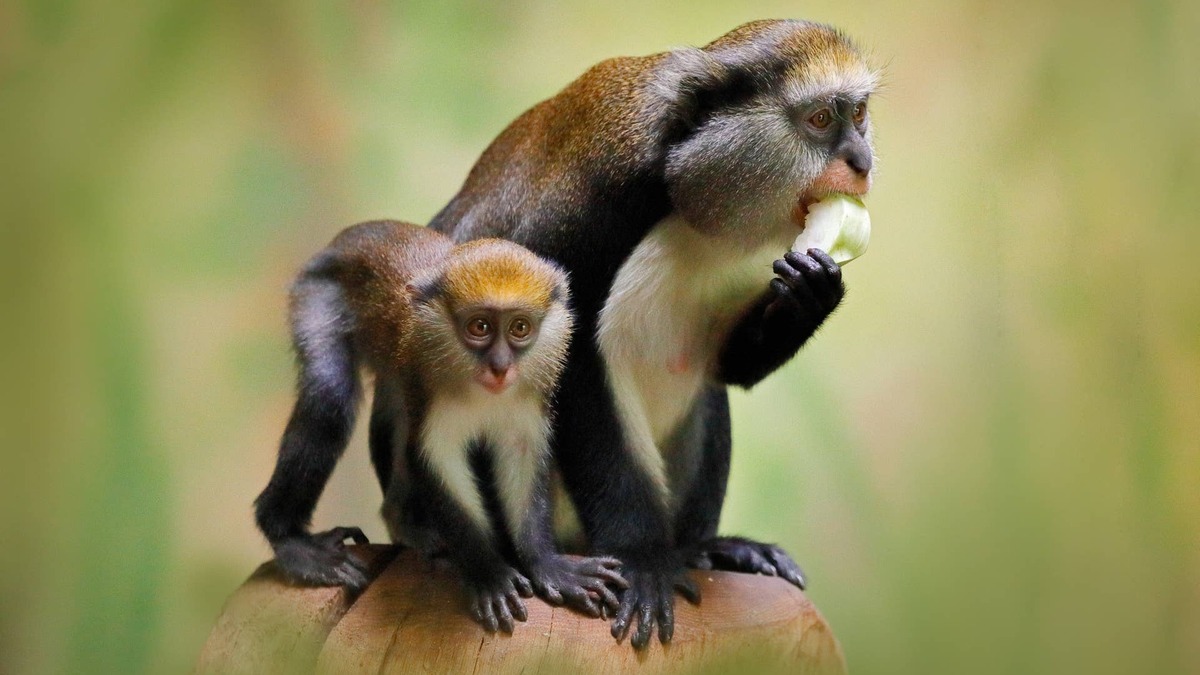 Fruit feeding family. Campbell's mona monkey or Campbell's guenon monkey, Cercopithecus campbelli, in nature habitat. Primate from Ivory Coast, Gambia, Ghana, tropic Africa.