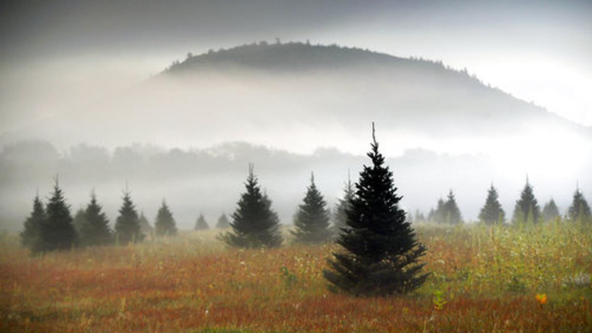 The holiday season is here and many of us are already thinking of where to get a Christmas tree.