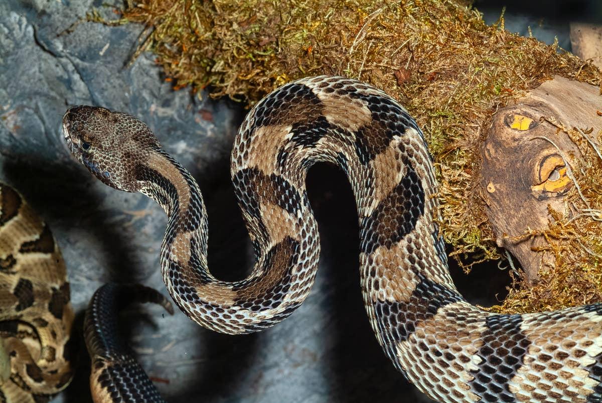  This hiking area is a rattlesnake hotspot in Massachusetts.