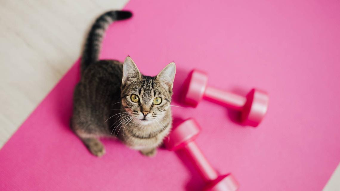 Adorable Cat Can't Help but Join in on Mom's Yoga Session 