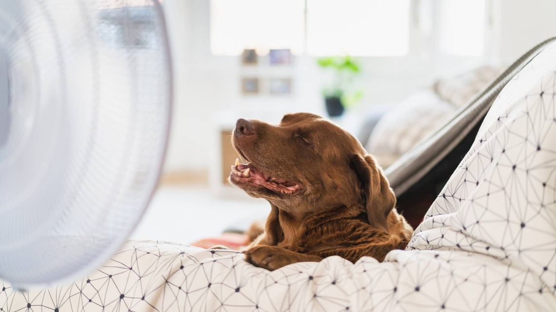 7 Genius Ways to Keep Your Pet Cool When the AC Goes Out 