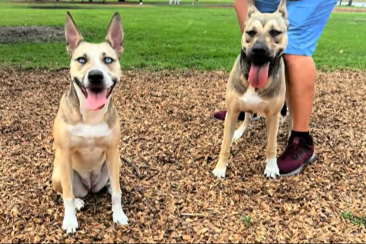  From left: Aspen and Toby at the dog park. 