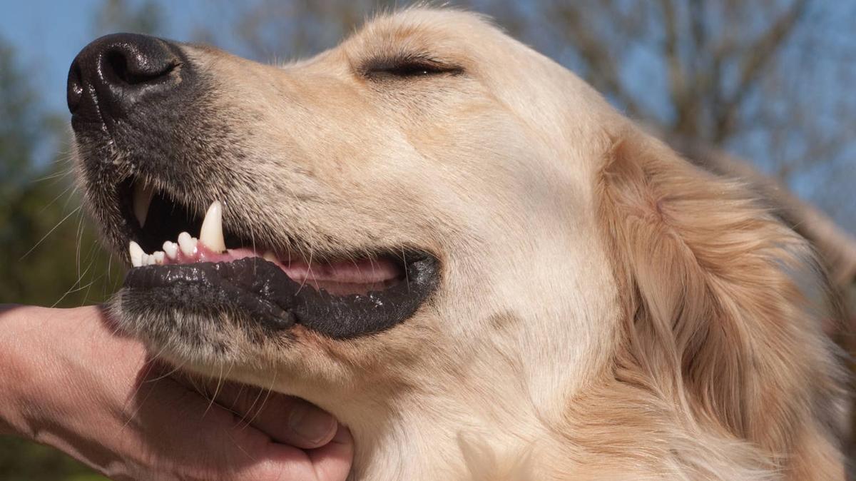 blind golden retriever. 