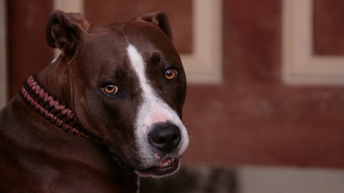13-Year-Old Pit Bull Mix Dog at Shelter 'Through No Fault of Her Own' and Is Still Waiting for Love 