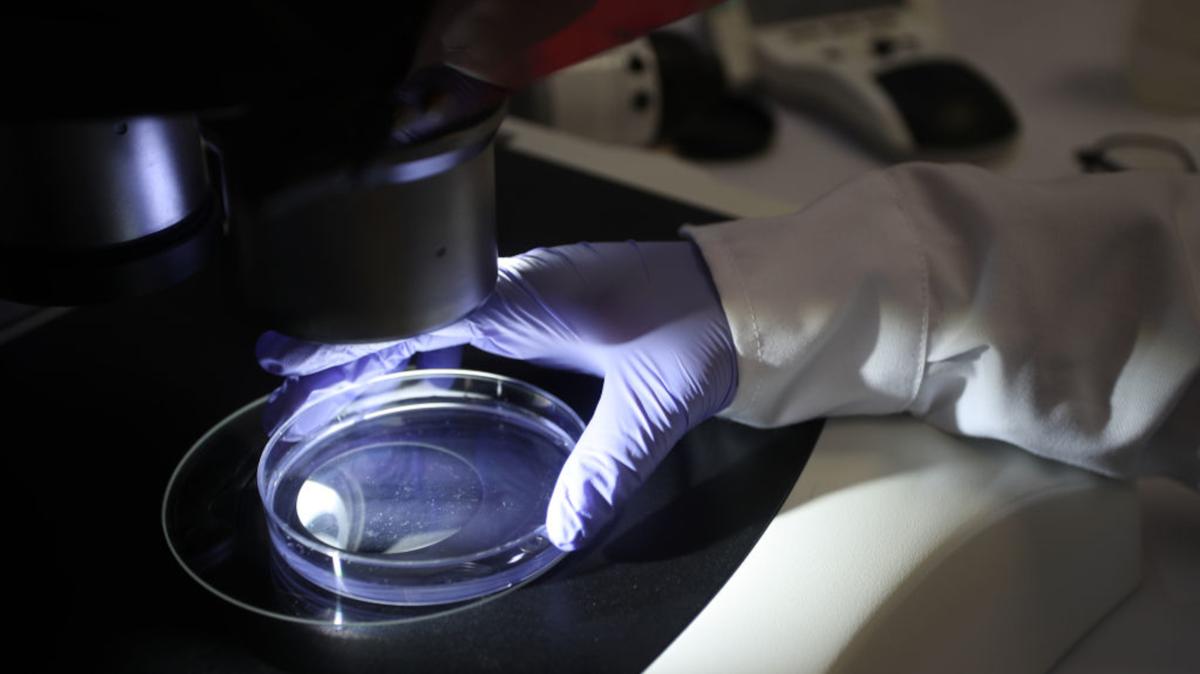 To slow or maybe even reverse organ damage linked to aging, scientists must first figure out what goes wrong at the cellular level. Duke University researchers are gaining ground on that quest with new insights on damage commonly done to people’s livers.