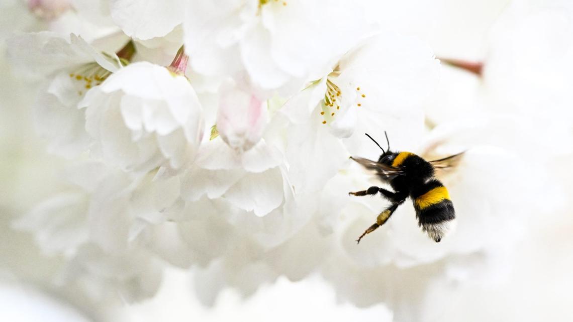 The Best Outdoor Plants for Keeping Mosquitoes and Pests Away 
