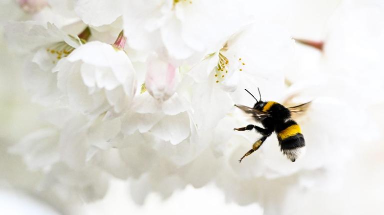 The Best Outdoor Plants for Keeping Mosquitoes and Pests Away 