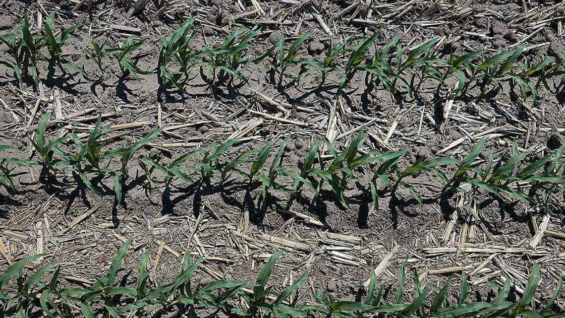 As family farms decline and the climate heats up, farmers weigh what to do with their land 