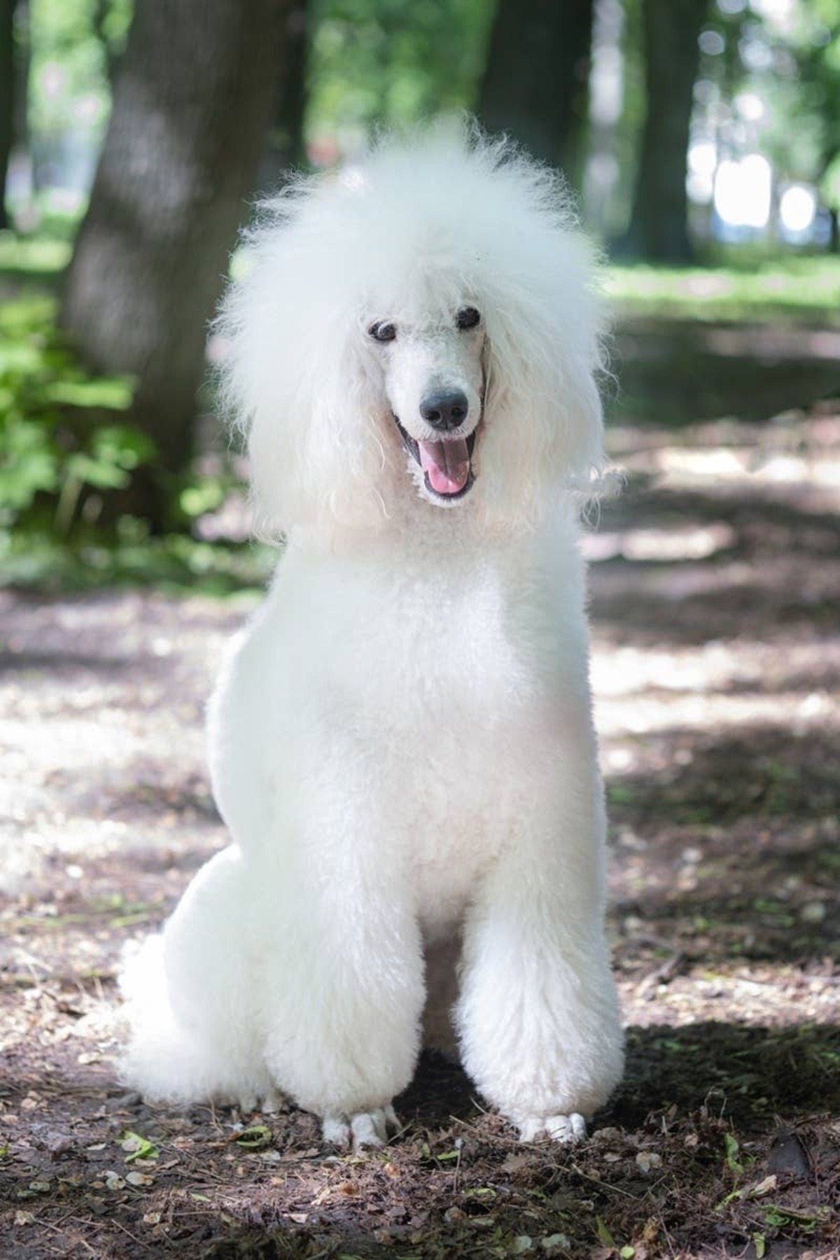  Poodles are clever dogs that adapt well to family life.