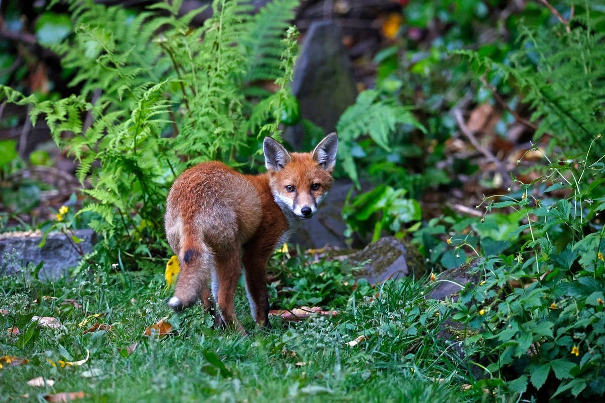  An urban fox is seen near a garden in a suburban yard.