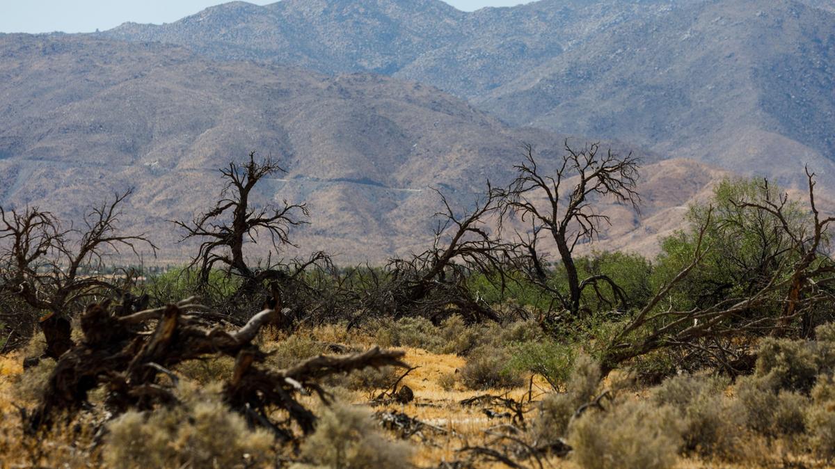 Dead mesquite in Borrego Springs, Calif., on April 23, 2026. (Kristian Carreon/The San Diego Union-Tribune/TNS)