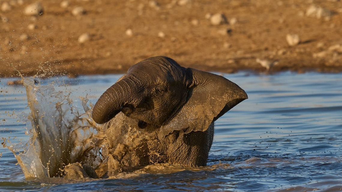 Brazos the Elephant Is 'Just Trunking Around' in His Favorite Pool