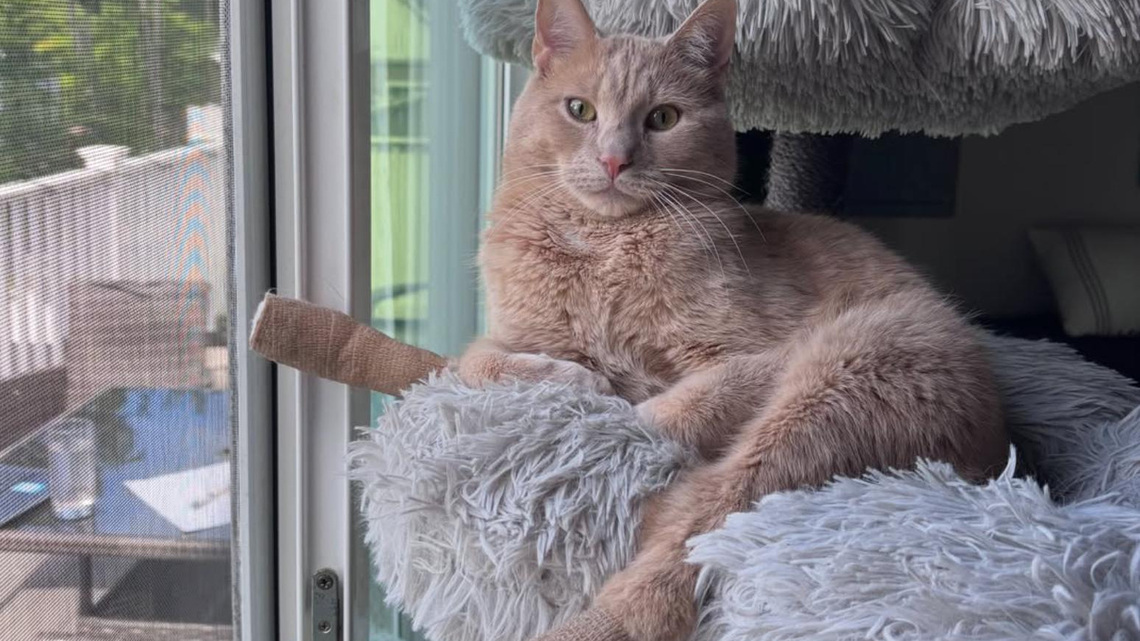 A paralyzed kitten was left in a bag. Now, he's a disability advocate 