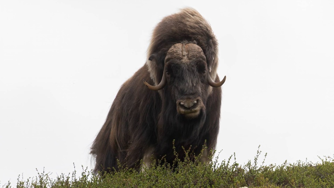 Man Sings to Friendly Musk Ox and Receives a Special Surprise