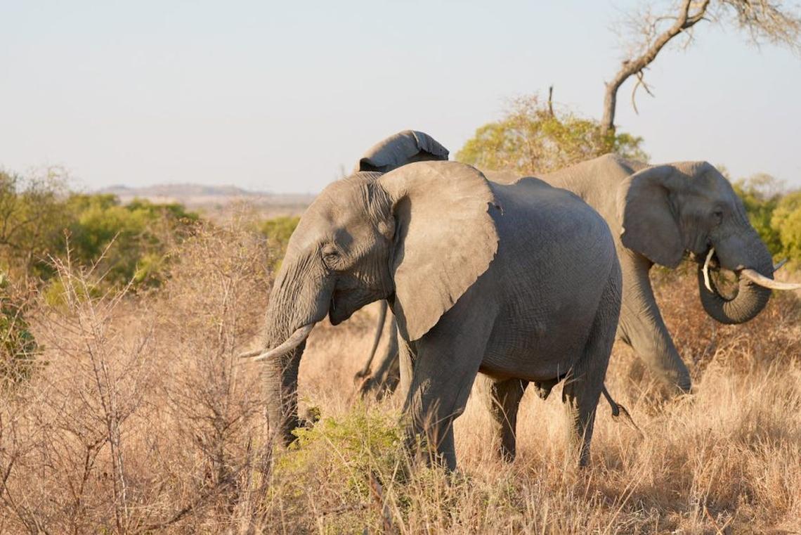  (Photo by Zhang Thomas via Pexels) 