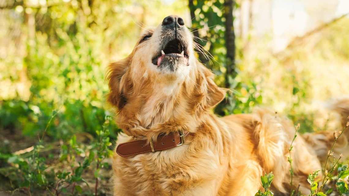 Golden Retriever Hilariously Defends His Turf...Against a Rock