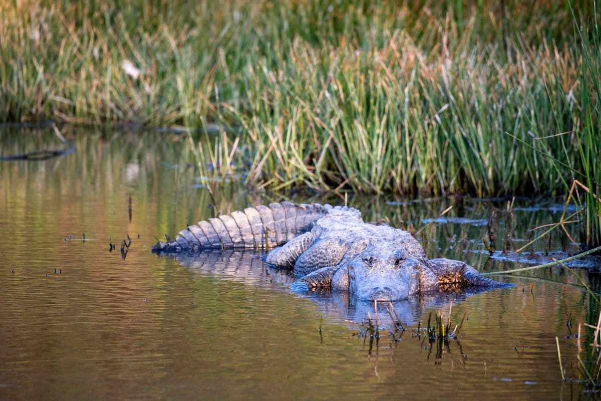  You'll see alligators if you visit Lake Livingston State Park.