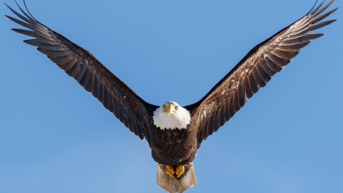 Bald Eagle flying through the air. 