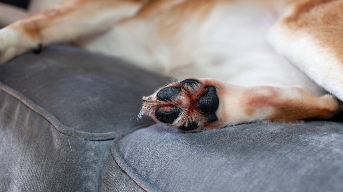Tolling Retriever lying on couch. 