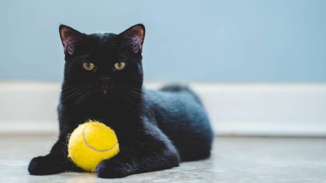 Deaf Cat Realizes His Mom Is Home, and the Sound He Makes Is Melting Hearts 