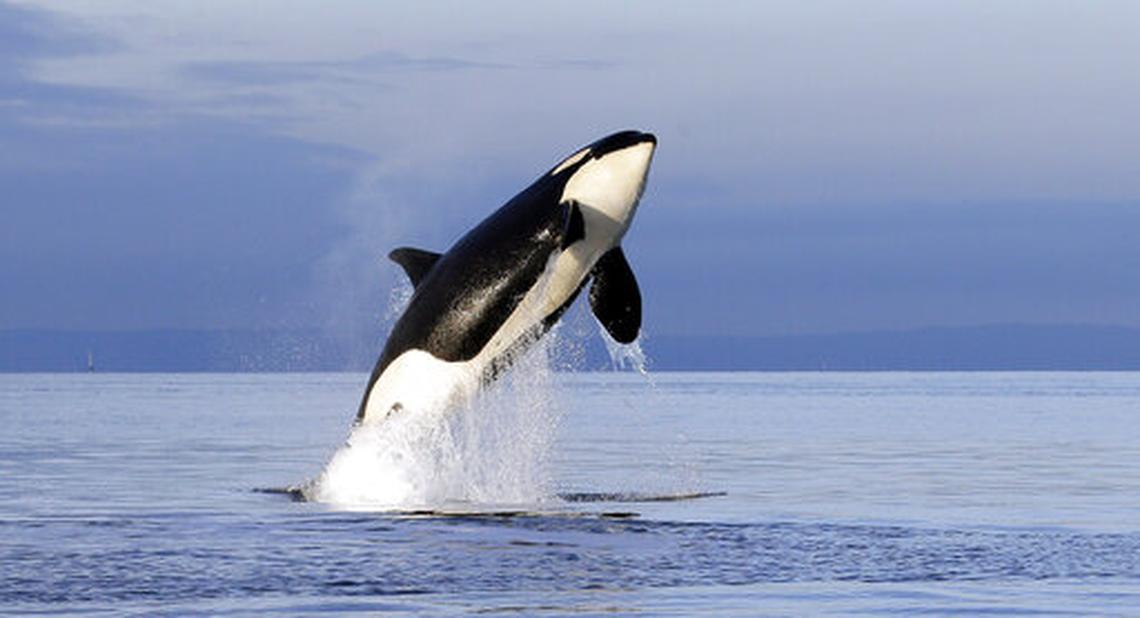 An endangered female orca leaps from the water while breaching in Puget Sound west of Seattle, Wash.