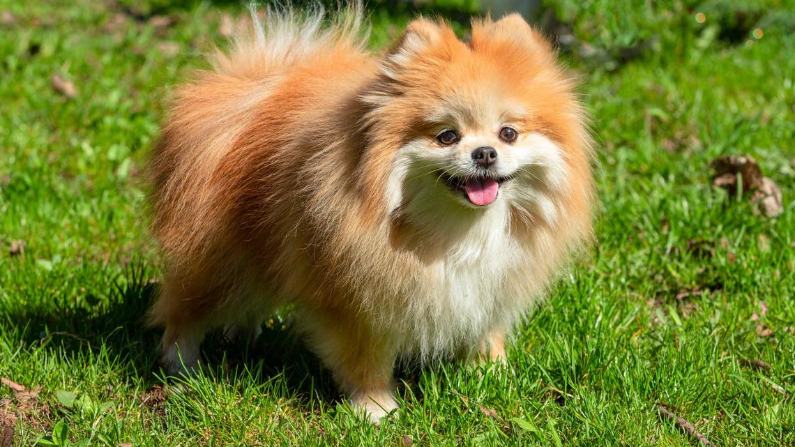 Darling Pomeranian Whose Social Battery Is Drained Is Honestly So Relatable 