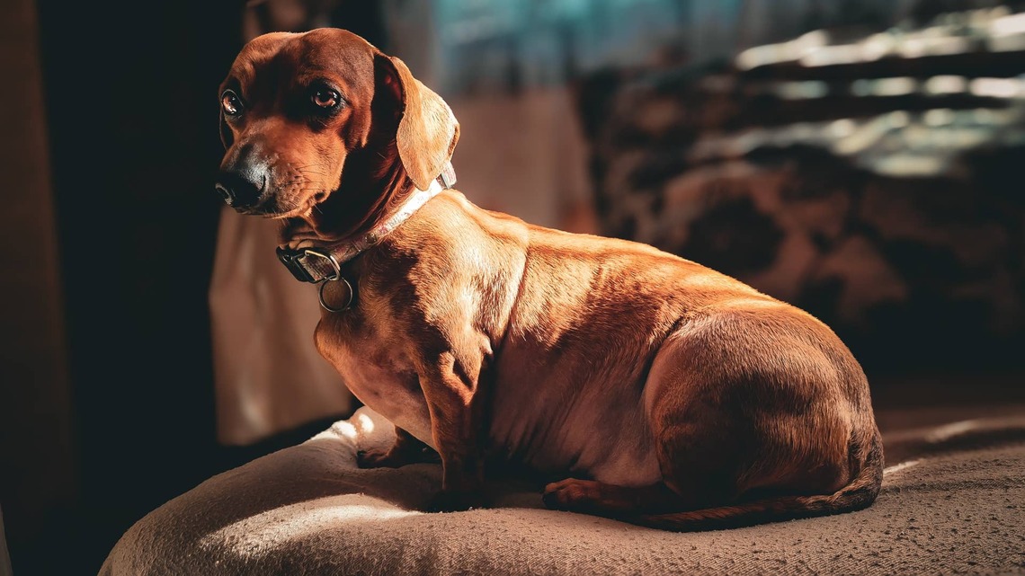Dachshund Faces Her Kiddie Pool Fear With Golden Retriever Sibling Cheering Her On 
