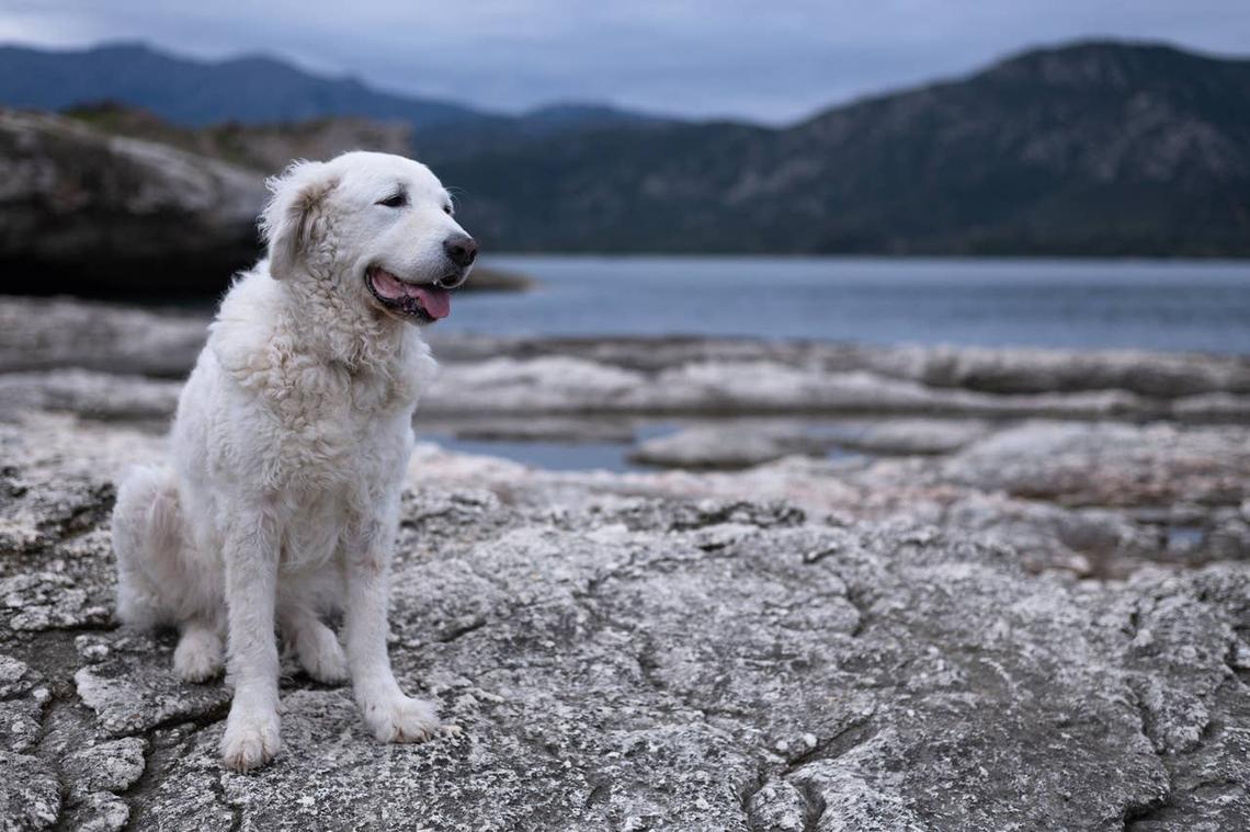  A Kuvasz sitting by the sea. 