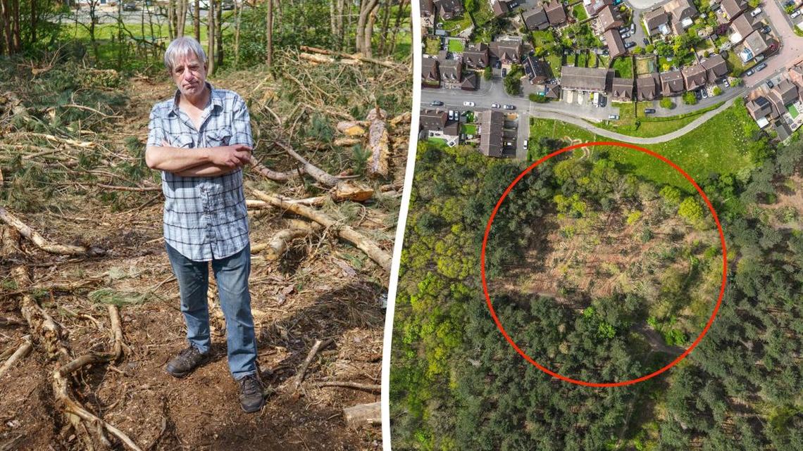 Workers chop trees in famous Sherwood Forest from Robin Hood