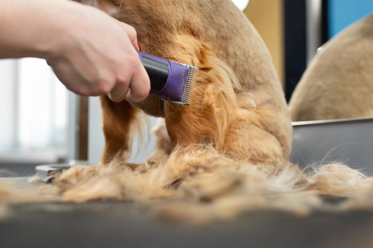  A dog getting shaved.
