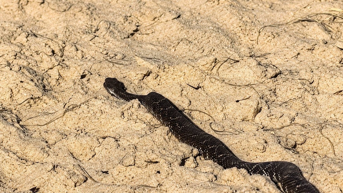 Huge Rattlesnake Makes Unusual Appearance at Orange County Beach (Video) 