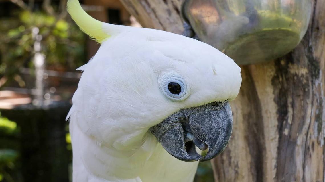 Sulphur-Crested Cockatoo looks up at the camera.