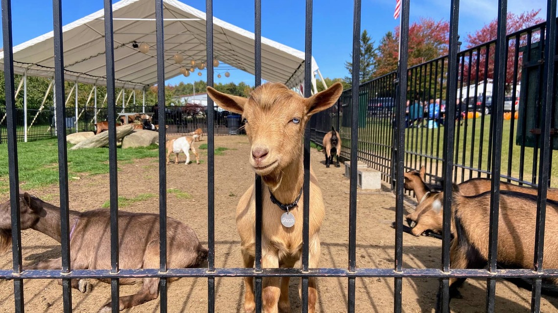 Goat Screams for Help After Getting Stuck, and the Other Goats Choose Chaos 