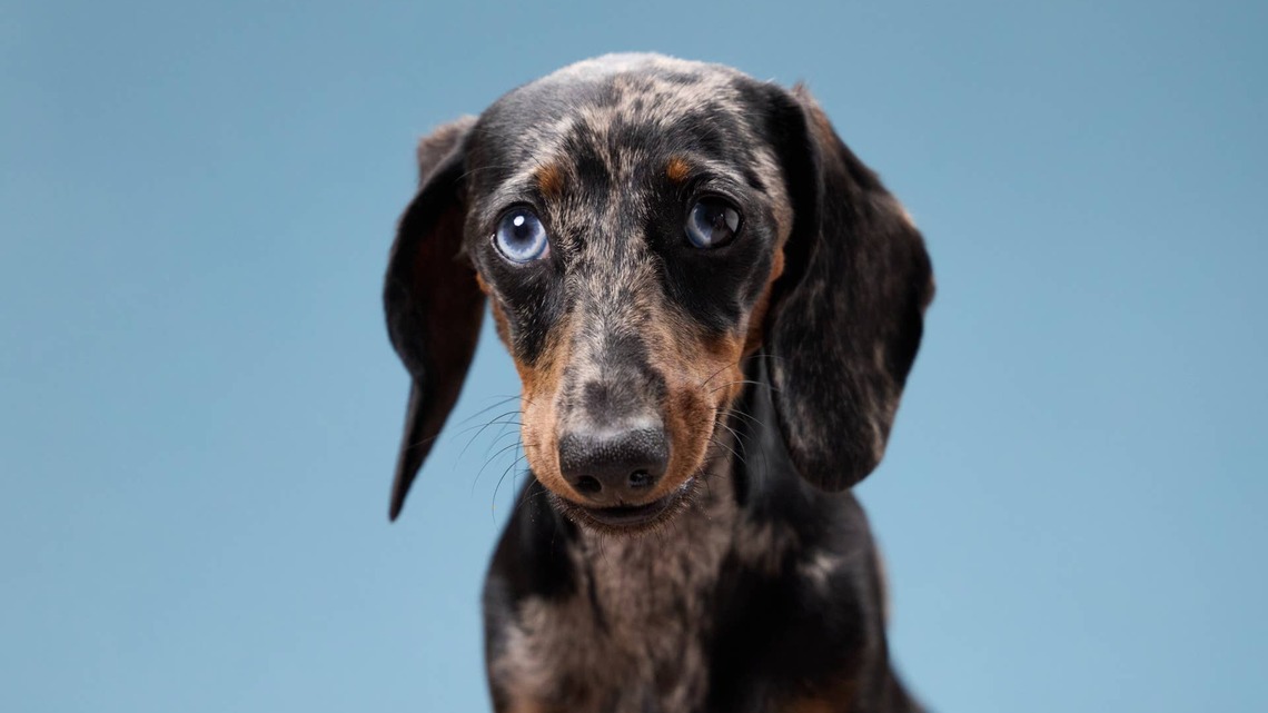Grieving Dachshund Is Finally Meeting a New Buddy 4 Months After Losing His Best Friend 