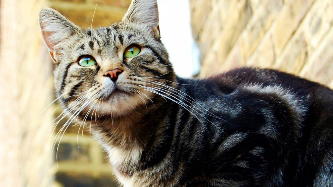 Whisker Is Removing a Major Barrier to Cat Adoption Nationwide