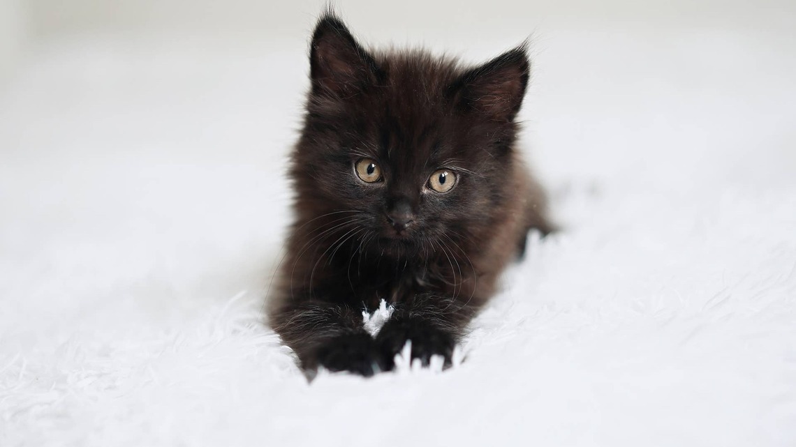 Black Persian Kitten Looks Like the Most Precious Fluffy Spider 