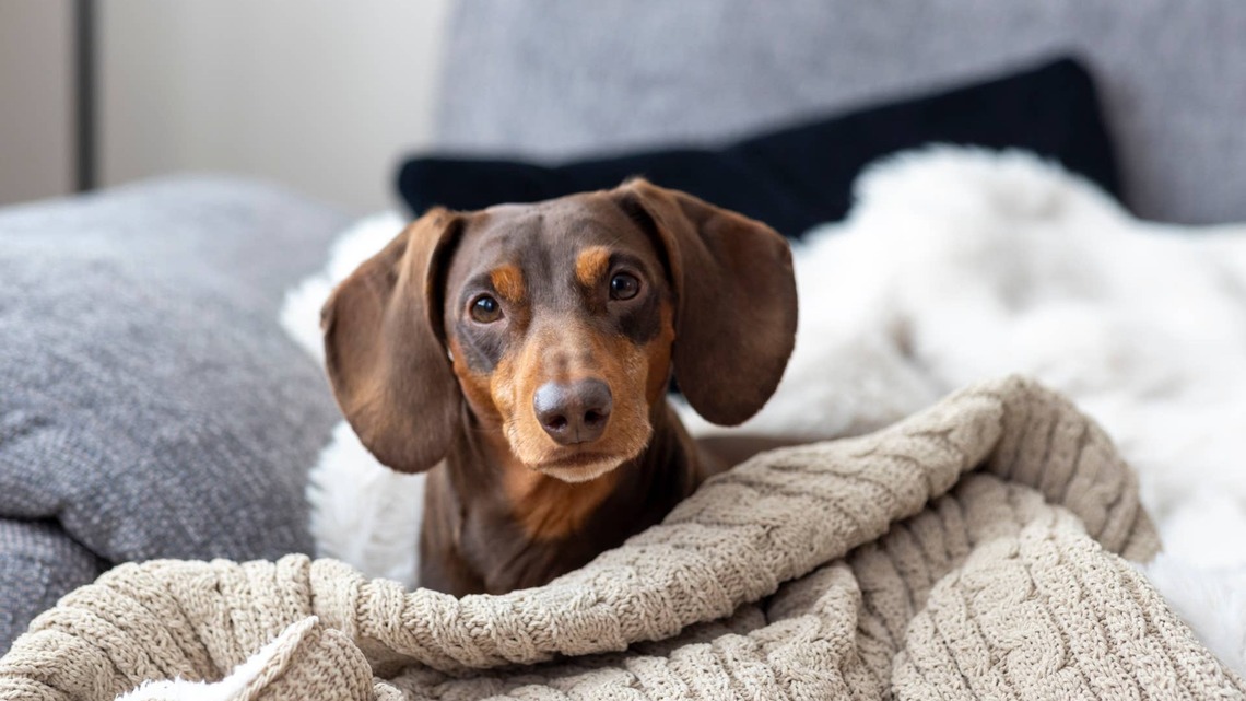 Dachshund is Completely Obsessed With Her Pumpkin-Inspired Fall Outfit