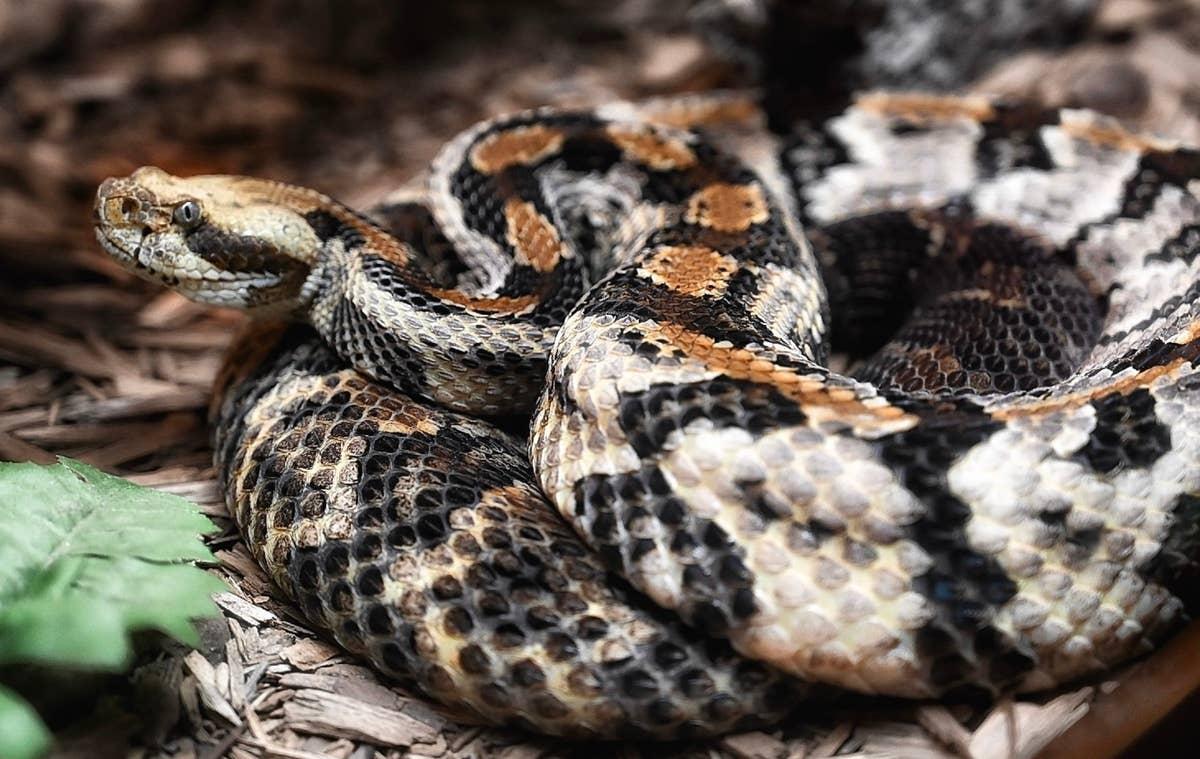  Rattlesnakes inhabit select wooded areas in New Jersey.