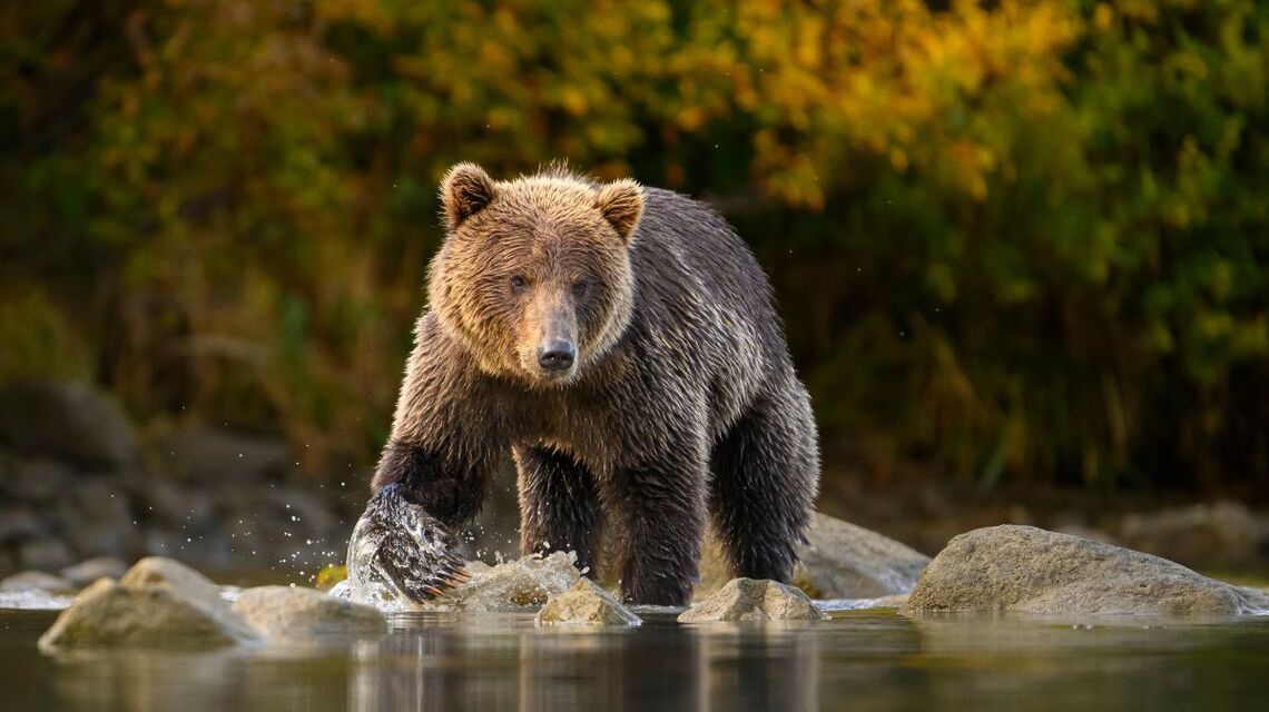 Fat Bear Week is back at Alaska national park. How to vote for your favorites