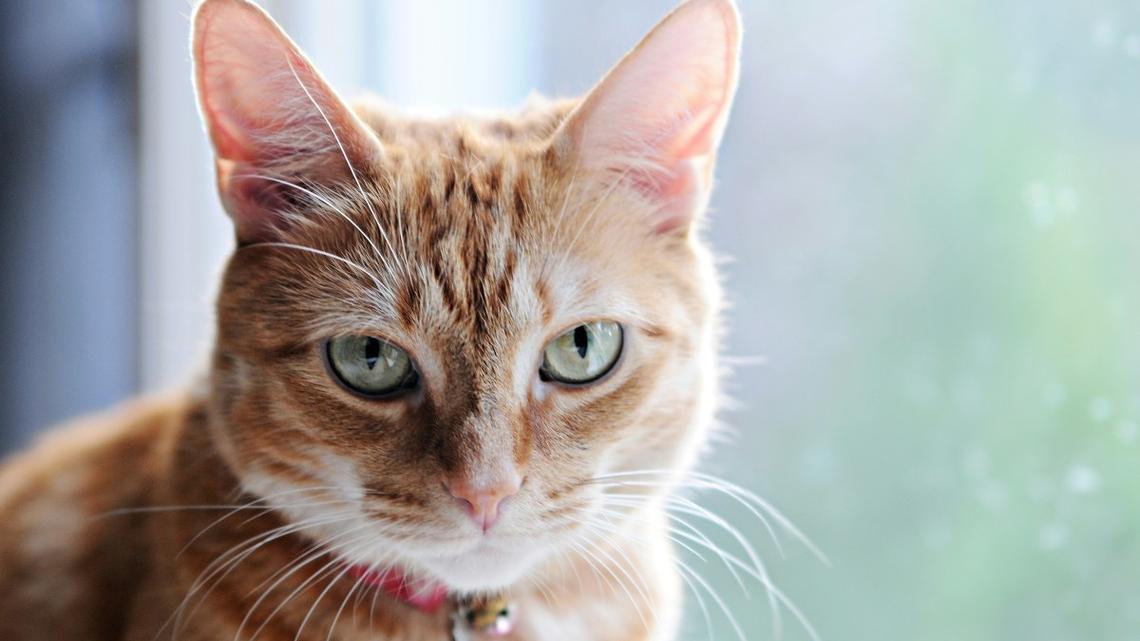 Orange Cat's Unbothered Attitude While Being Attacked by Mockingbird Is Such a Vibe 