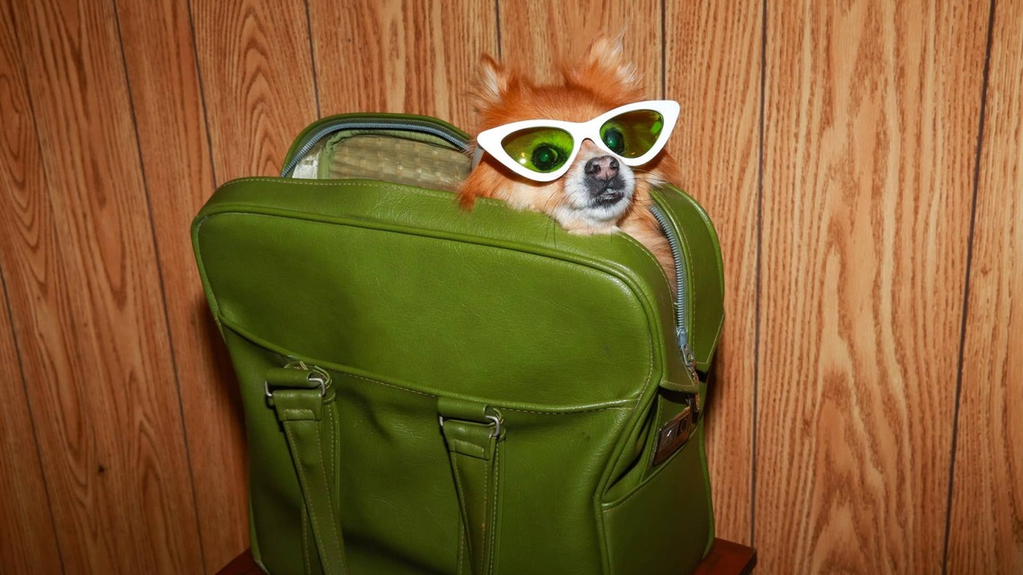 Pomeranian's 'Emotional Support Bag' Is the Cutest Little Carry-On 