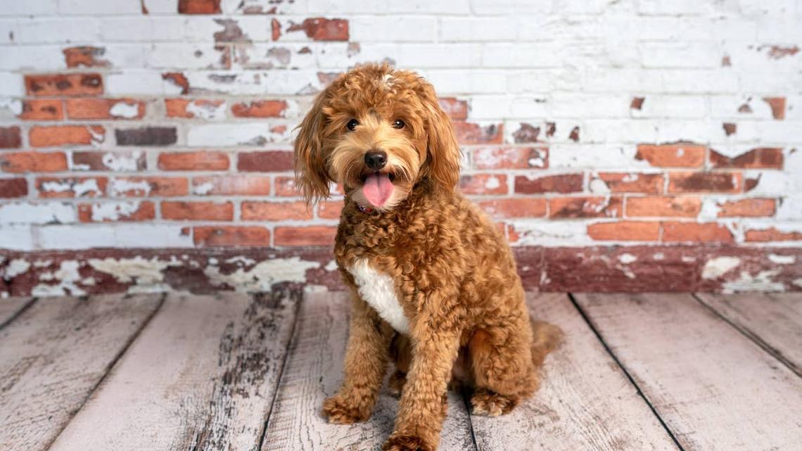 This Fluffy Doodle Is Basically the Real-Life Version of Anthropologie's Viral Dog Table 