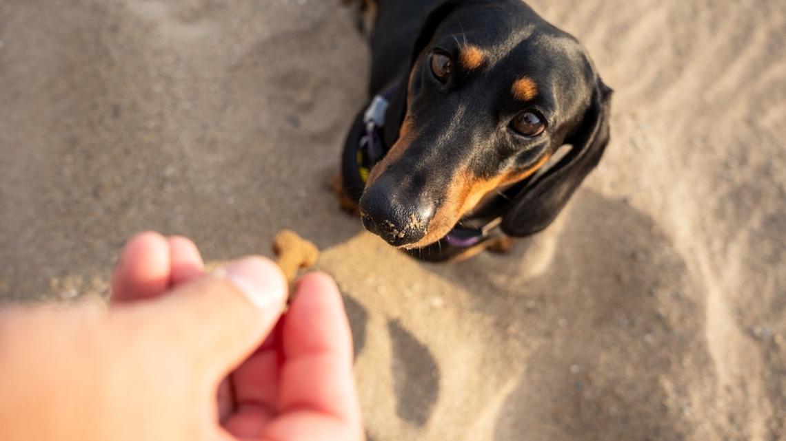 Lady, the Dachshund, Is So Picky About Her Treats and We Can't Stop Laughing 