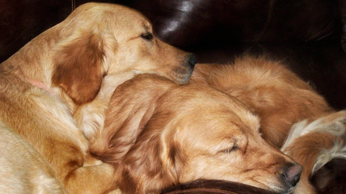 Golden Retrievers Do Their Version of ‘Big Spoon, Little Spoon,' and It's Beyond Perfect
