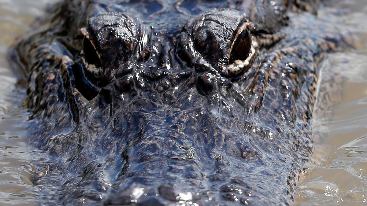 FILE - In this Oct. 1, 2018 file photo, an alligator floats in the Caernarvon Canal in Caernarvon, La. South Carolina wildlife officials are investigating after a headless alligator was recently discovered in Crowfield Lake in Goose Creek, about 20 miles outside of Charleston, S.C. (AP Photo/Gerald Herbert, File )