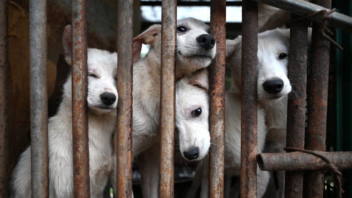 12 Dogs, 10 Cats, a Rabbit and a Goat Rescued From Tennessee Cruelty Case 