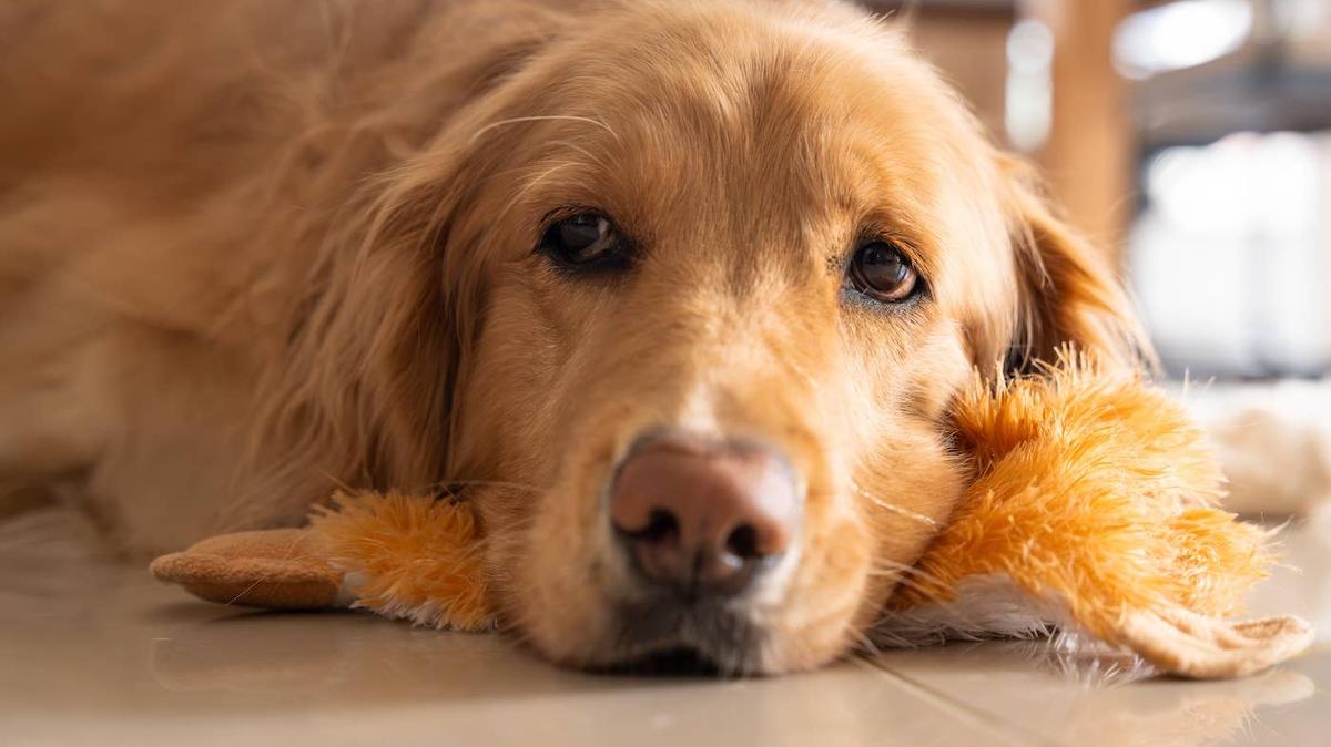 A Golden Retriever howling while outside.